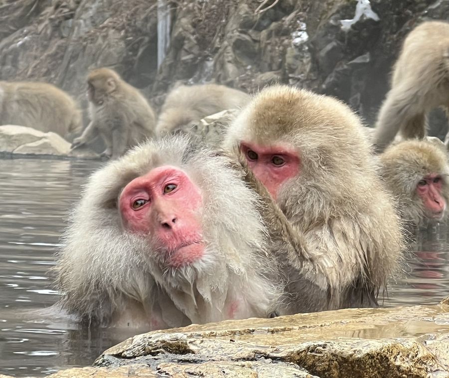 Wild snow monkeys soaking in the Jigokudani hot spring
