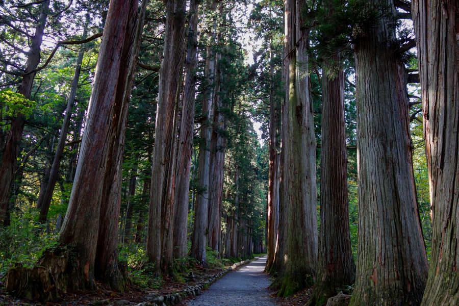 The cedar avenue leading to Togakushi Okusha shrine